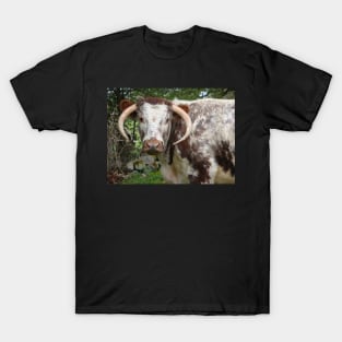 How Now Brown Cow T-Shirt
